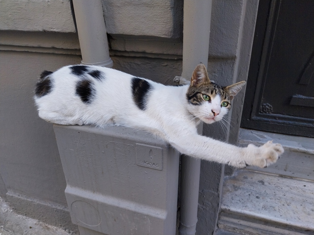 A cat having a stretch on a street in Istanbul