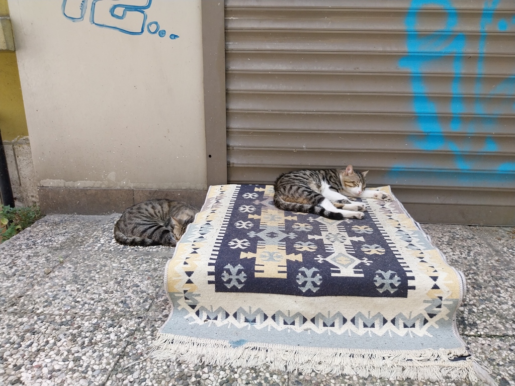 Two cats asleep in Istanbul
