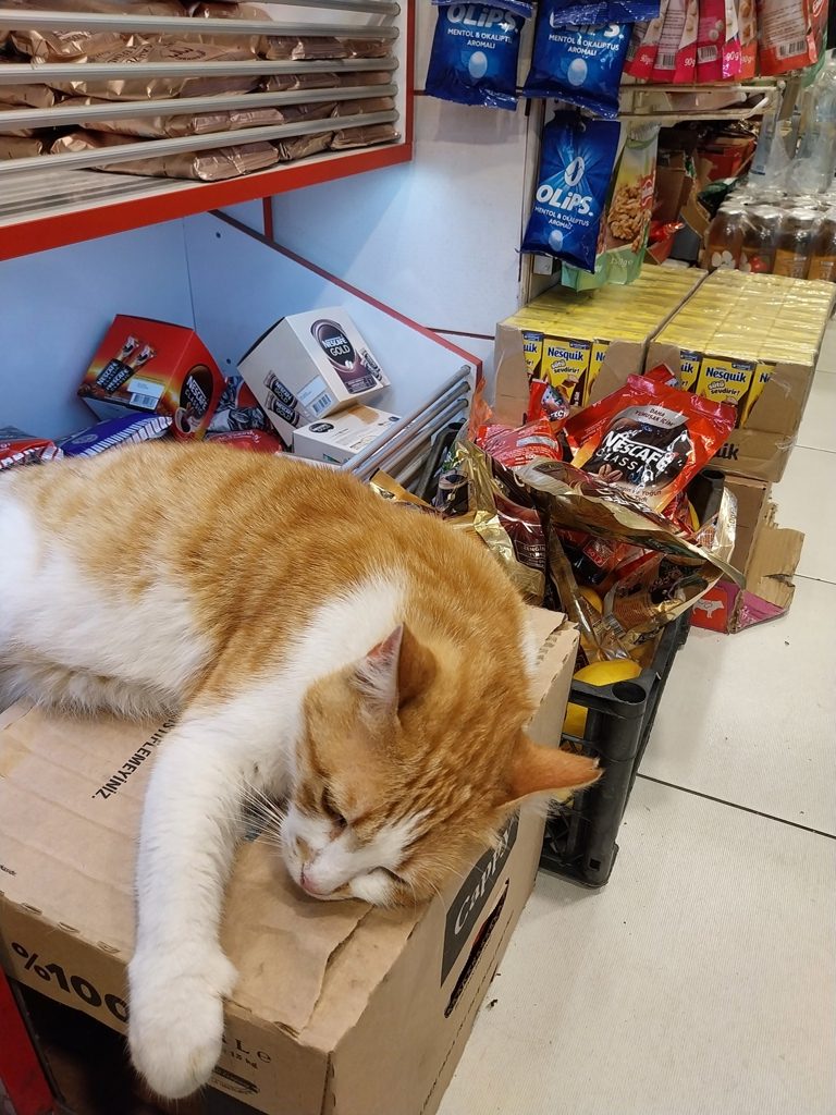 Cat in an Istanbul grocery store